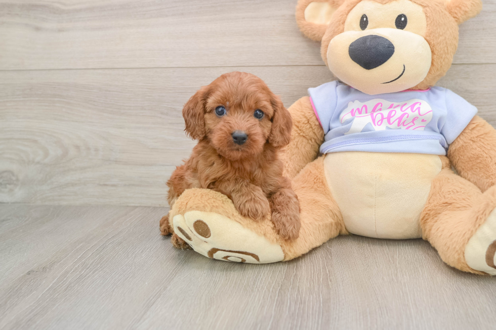 Cavapoo Pup Being Cute