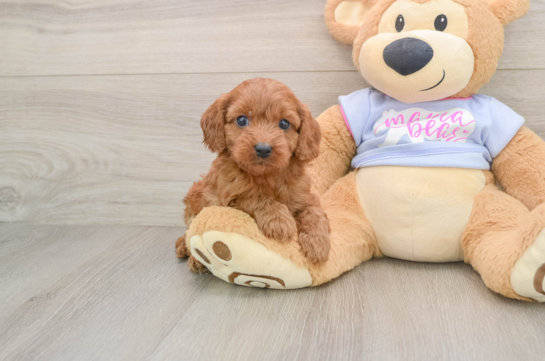 Cavapoo Pup Being Cute