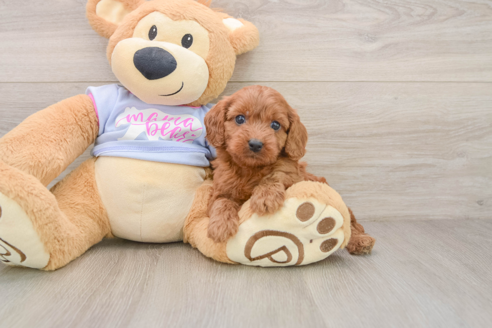Cavapoo Puppy for Adoption