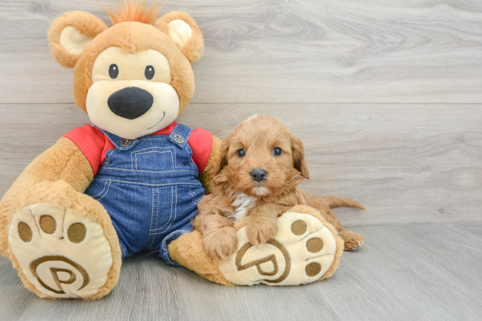 Best Cavapoo Baby