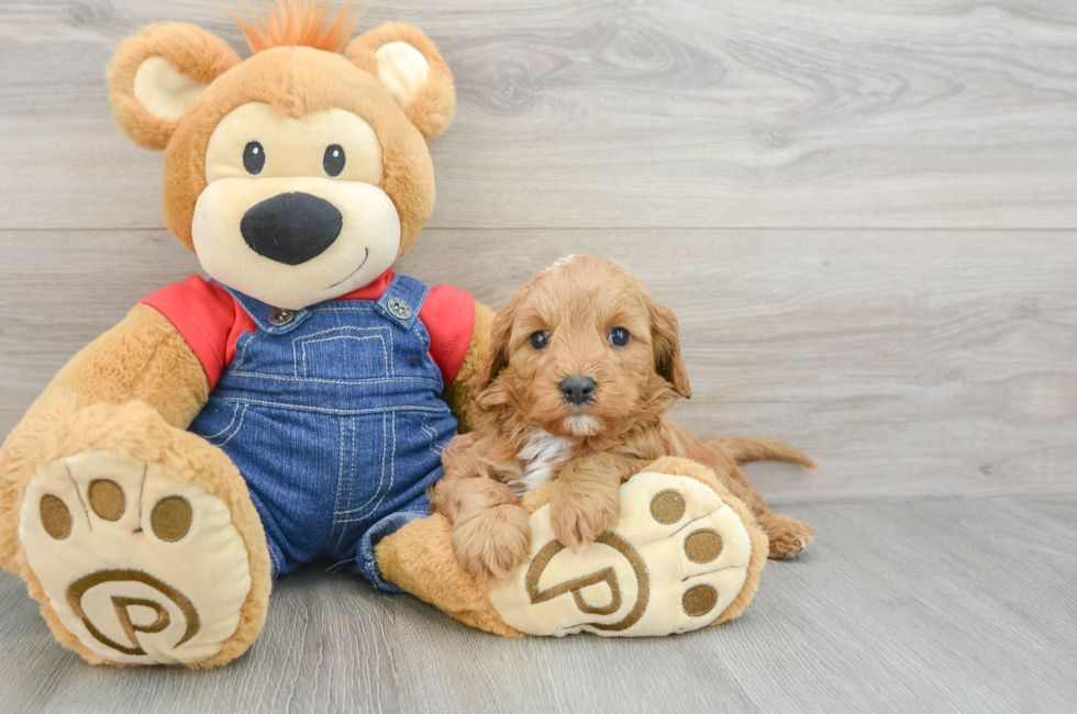 7 week old Cavapoo Puppy For Sale - Florida Fur Babies