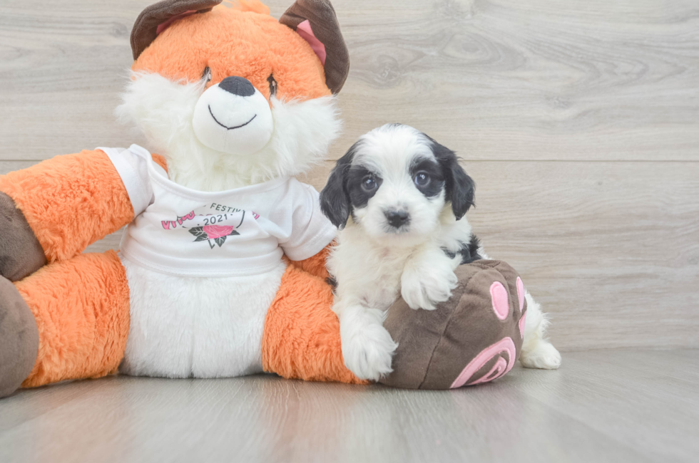 5 week old Cavapoo Puppy For Sale - Florida Fur Babies