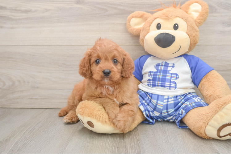 Cavapoo Puppy for Adoption