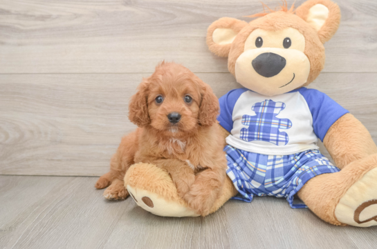 Cavapoo Puppy for Adoption