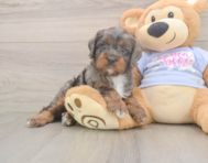 8 week old Cavapoo Puppy For Sale - Florida Fur Babies