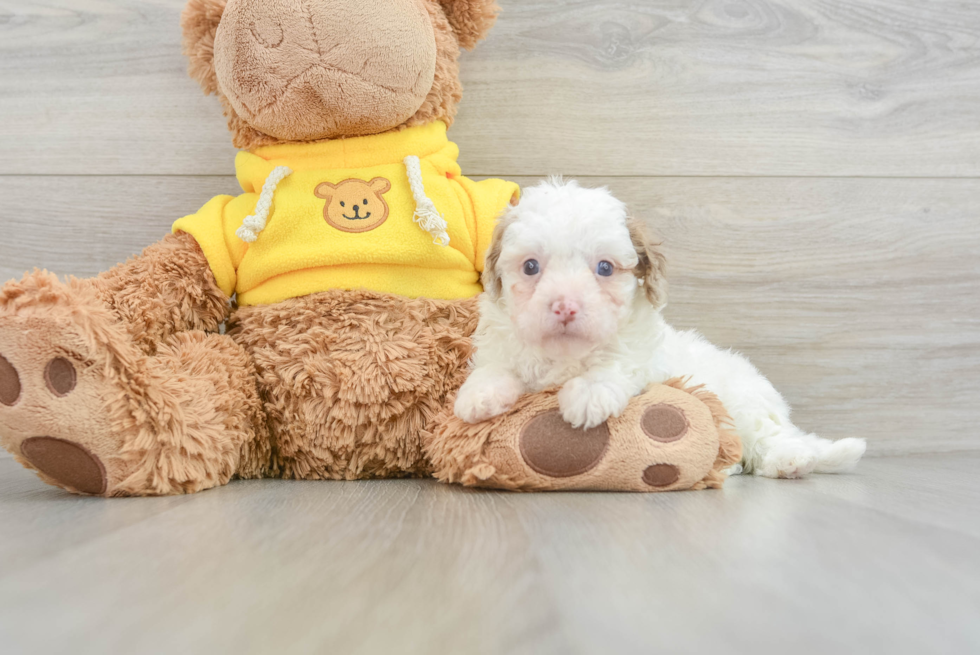 Adorable Cavalier King Charles Spaniel and Poodle Mix Poodle Mix Puppy