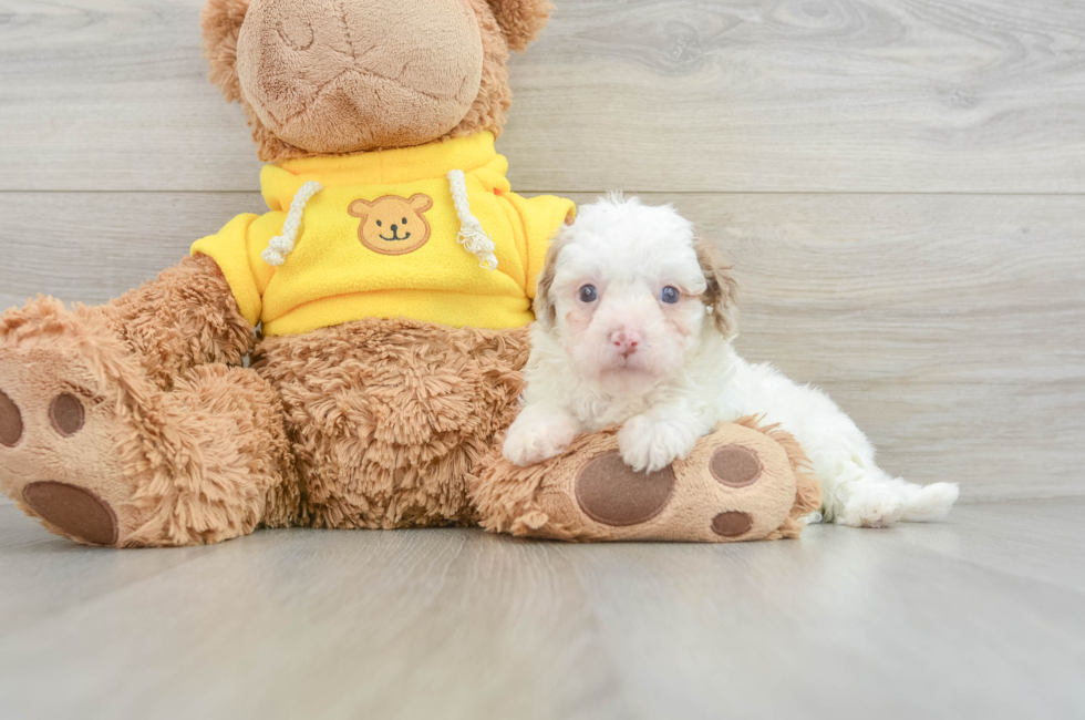 8 week old Cavapoo Puppy For Sale - Florida Fur Babies