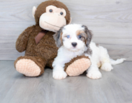 9 week old Cavapoo Puppy For Sale - Florida Fur Babies