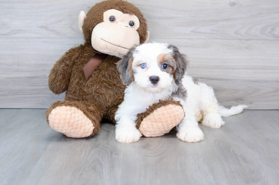 9 week old Cavapoo Puppy For Sale - Florida Fur Babies