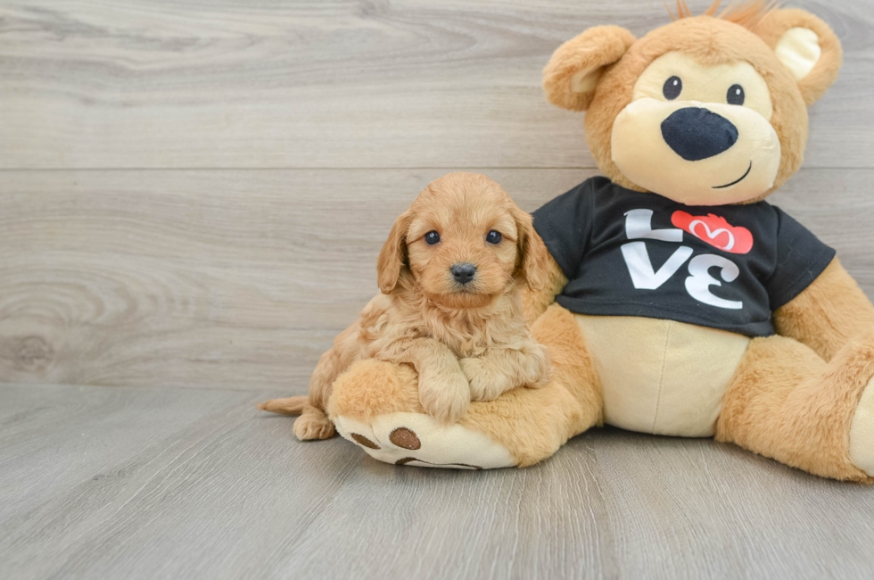 6 week old Cavapoo Puppy For Sale - Florida Fur Babies