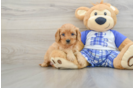 Cute Cavapoo Baby