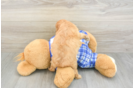 Best Cavapoo Baby