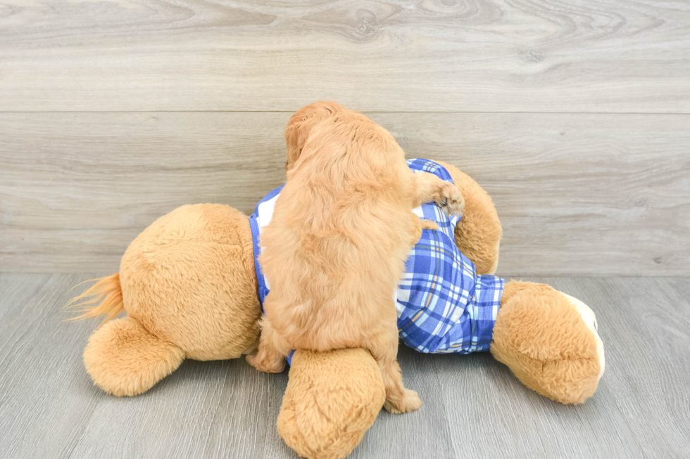 Best Cavapoo Baby