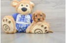 Popular Cavapoo Poodle Mix Pup