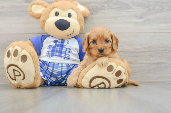 Popular Cavapoo Poodle Mix Pup