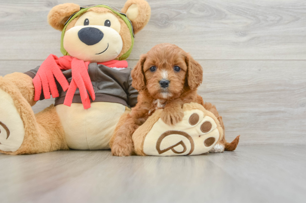 5 week old Cavapoo Puppy For Sale - Florida Fur Babies