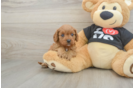 Hypoallergenic Cavadoodle Poodle Mix Puppy