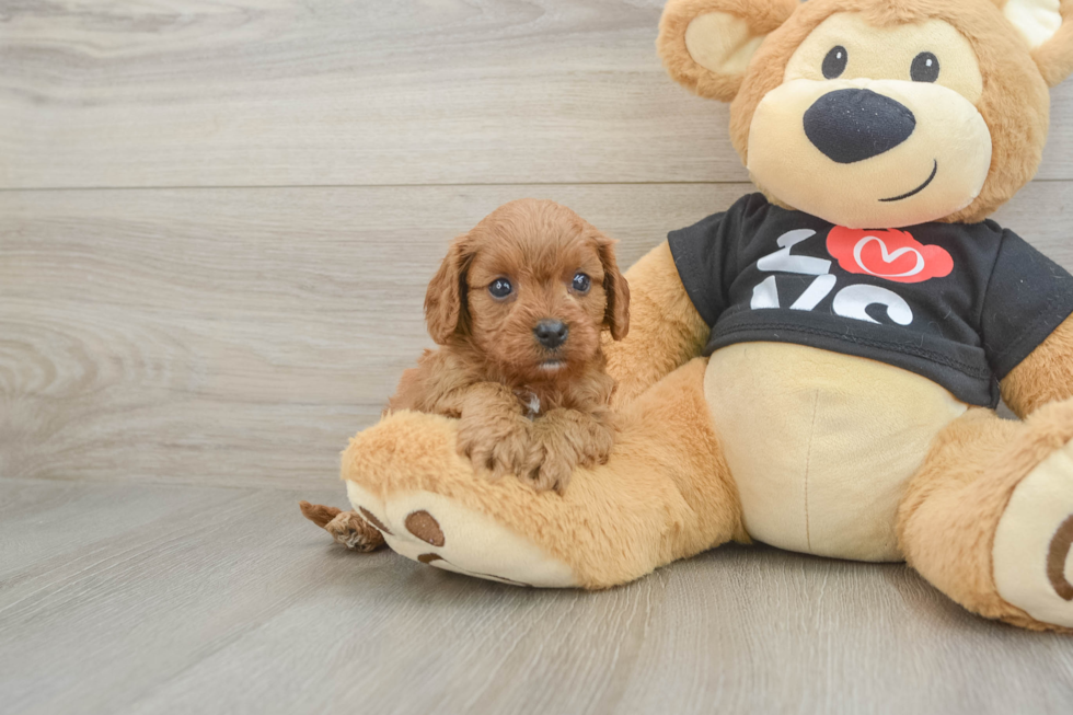 Hypoallergenic Cavadoodle Poodle Mix Puppy