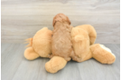 Adorable Cavalier King Charles Spaniel and Poodle Mix Poodle Mix Puppy