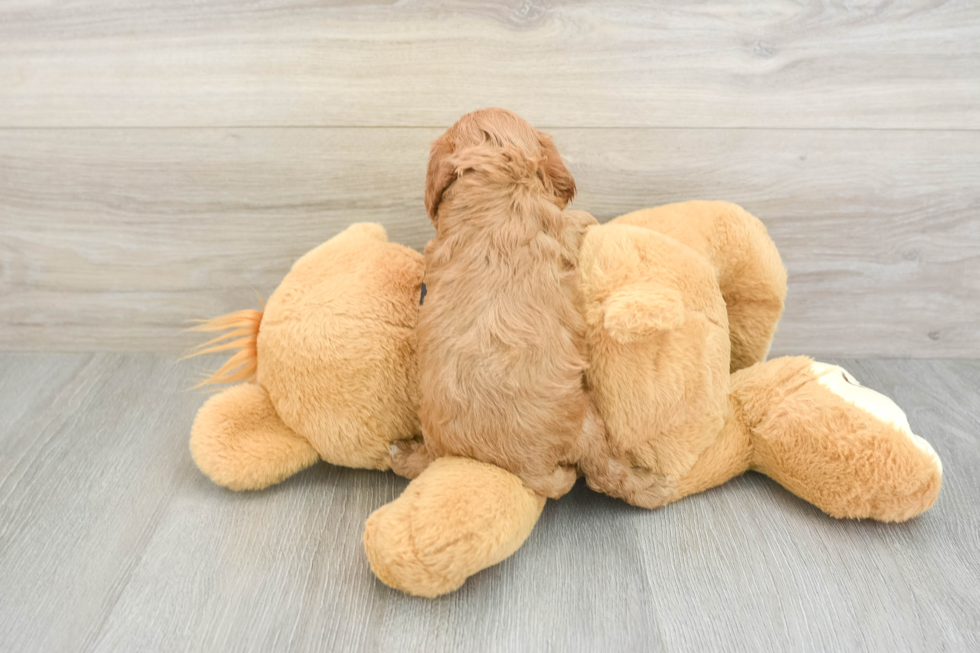 Adorable Cavalier King Charles Spaniel and Poodle Mix Poodle Mix Puppy