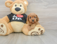7 week old Cavapoo Puppy For Sale - Florida Fur Babies