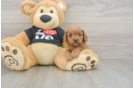 Fluffy Cavapoo Poodle Mix Pup