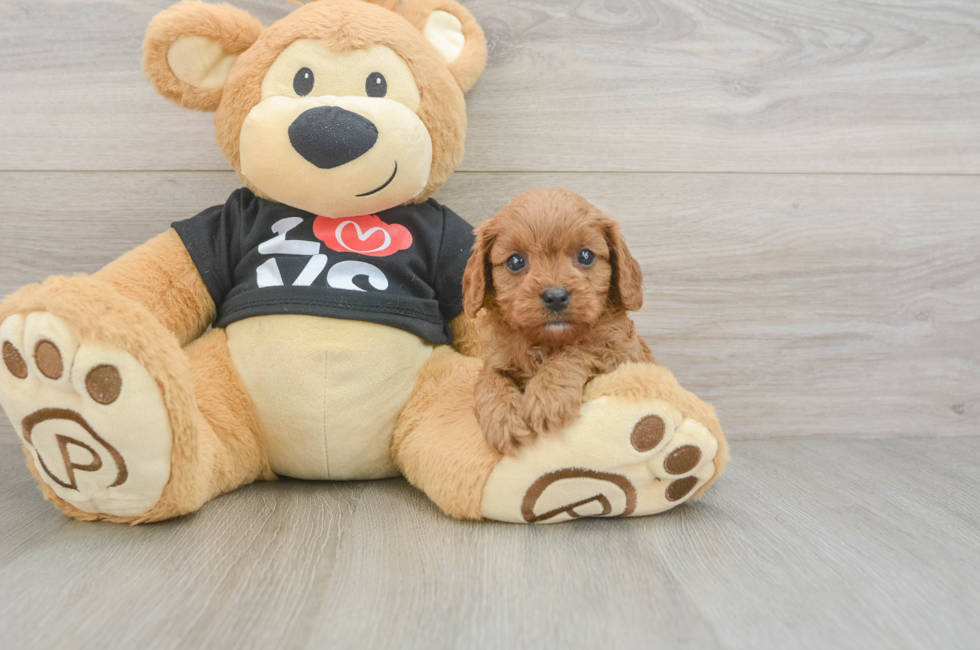 6 week old Cavapoo Puppy For Sale - Florida Fur Babies