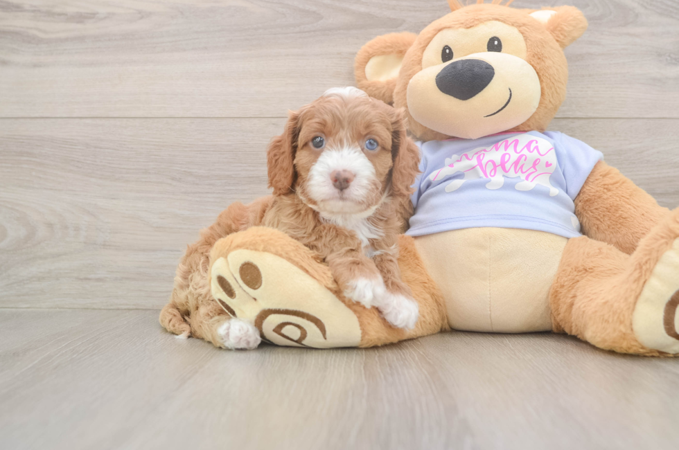 6 week old Cavapoo Puppy For Sale - Florida Fur Babies