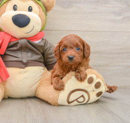 7 week old Cavapoo Puppy For Sale - Florida Fur Babies