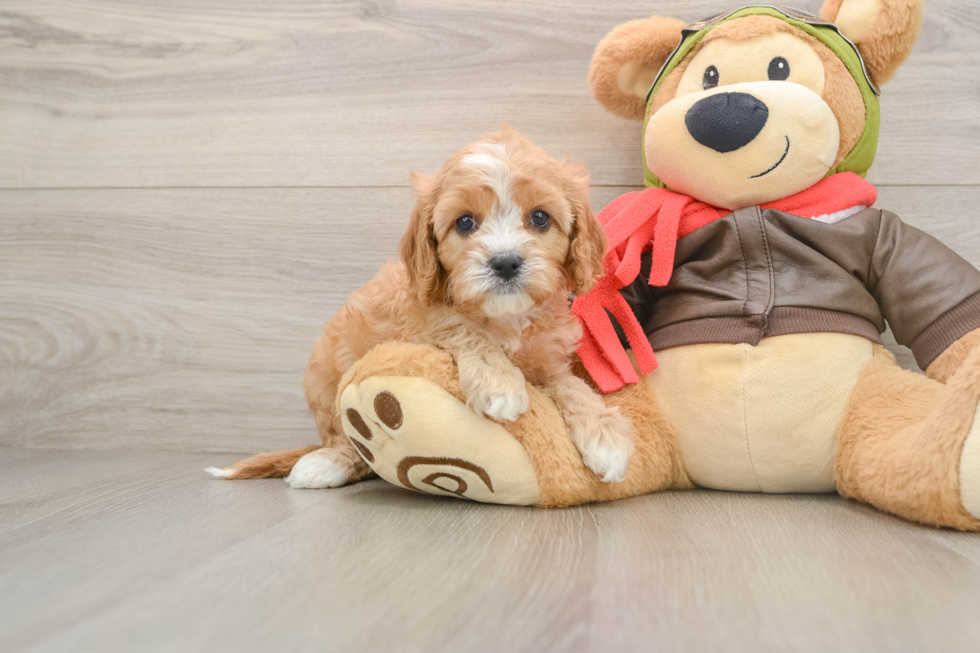Happy Cavapoo Baby