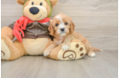 Hypoallergenic Cavadoodle Poodle Mix Puppy