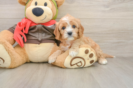 Hypoallergenic Cavadoodle Poodle Mix Puppy