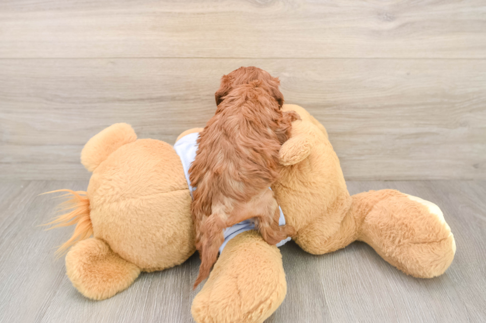 Fluffy Cavapoo Poodle Mix Pup