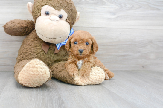 30 week old Cavapoo Puppy For Sale - Florida Fur Babies