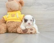 8 week old Cavapoo Puppy For Sale - Florida Fur Babies