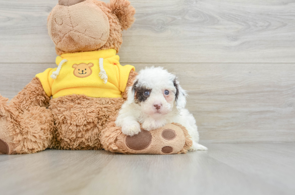 8 week old Cavapoo Puppy For Sale - Florida Fur Babies