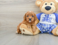 7 week old Cavapoo Puppy For Sale - Florida Fur Babies