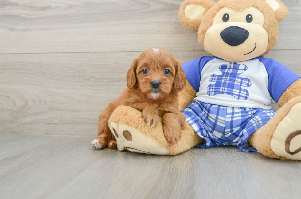 7 week old Cavapoo Puppy For Sale - Florida Fur Babies