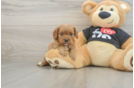 Little Cavipoo Poodle Mix Puppy
