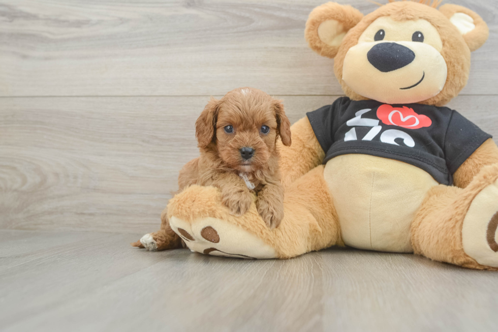 Little Cavipoo Poodle Mix Puppy