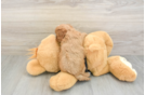 Popular Cavapoo Poodle Mix Pup