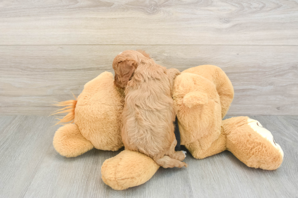 Popular Cavapoo Poodle Mix Pup