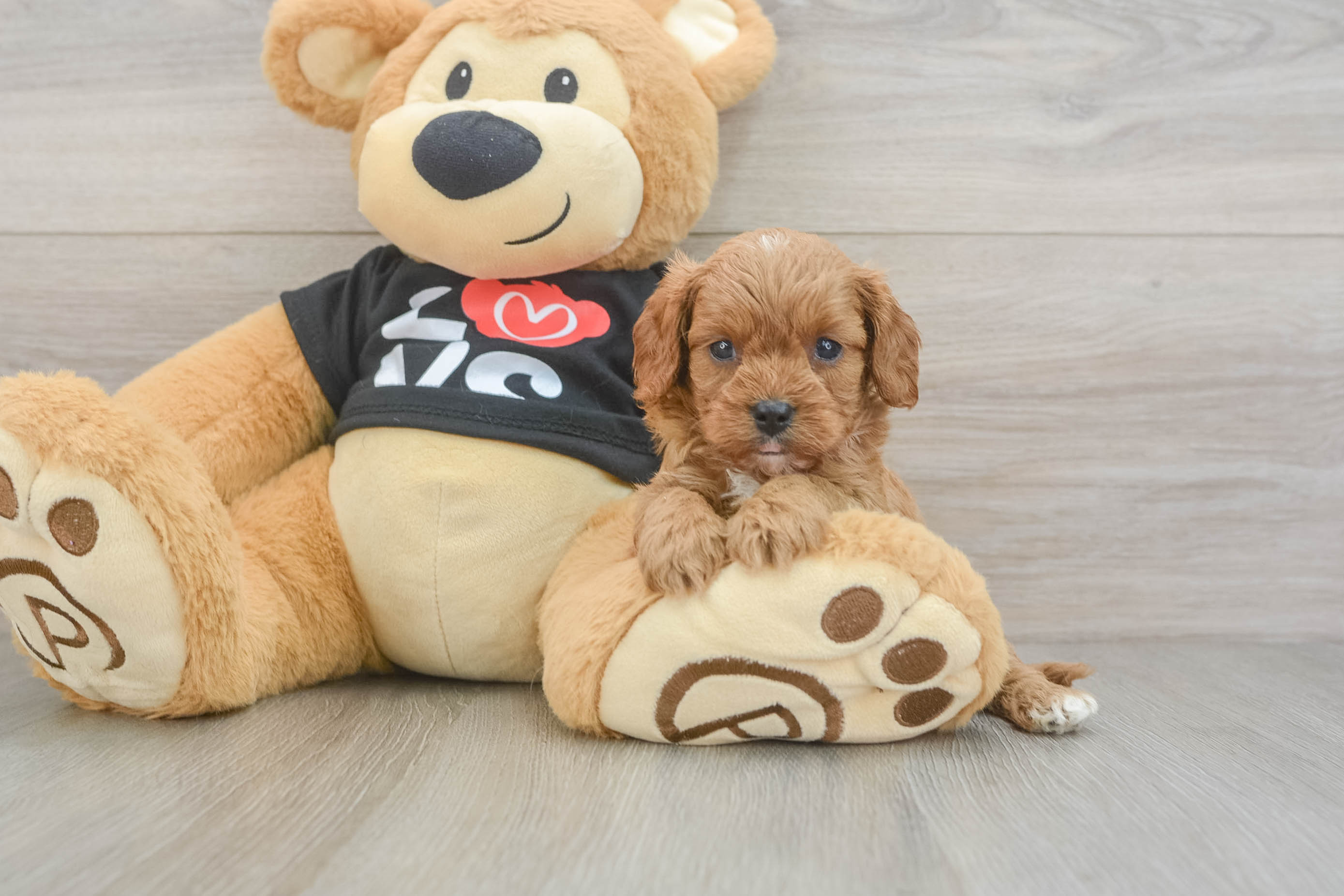 Funny Cavapoo Poodle Mix Pup