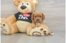 Funny Cavapoo Poodle Mix Pup