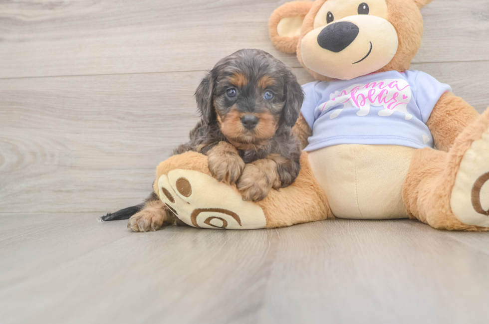 6 week old Cavapoo Puppy For Sale - Florida Fur Babies