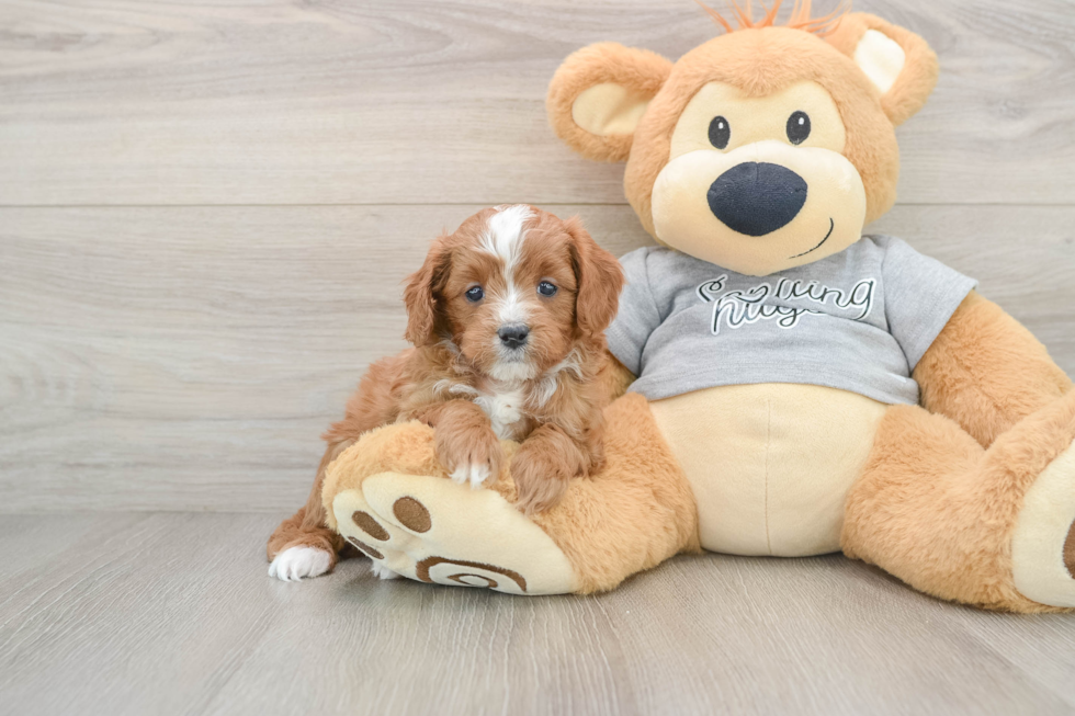 Cavapoo Puppy for Adoption