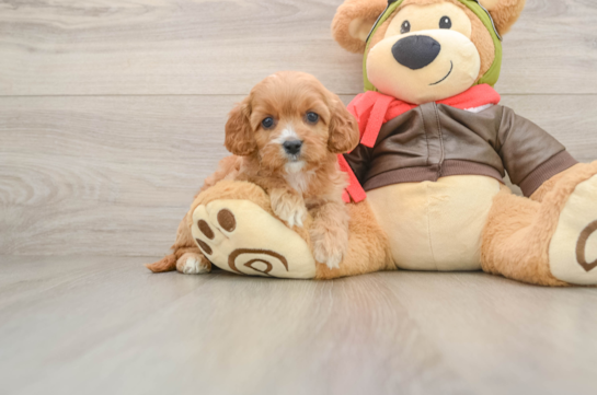 Playful Cavapoodle Poodle Mix Puppy
