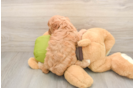 Cavapoo Puppy for Adoption