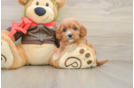 Best Cavapoo Baby