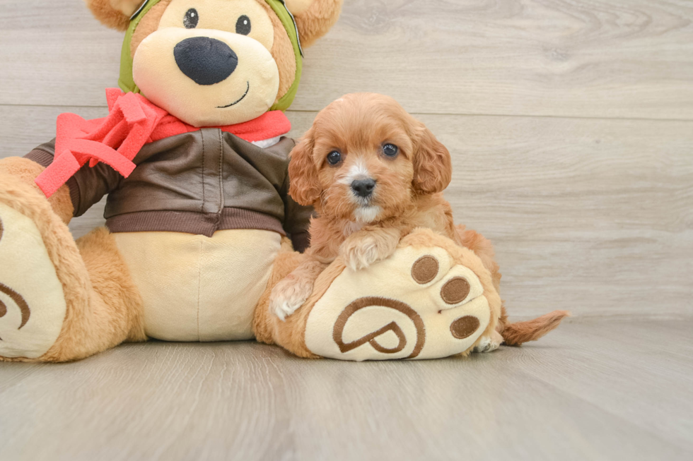 Best Cavapoo Baby